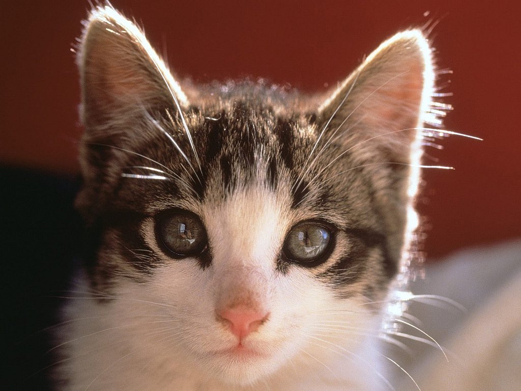 Pretty Kitty